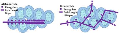 Theranostic Terbium Radioisotopes: Challenges in Production for Clinical Application